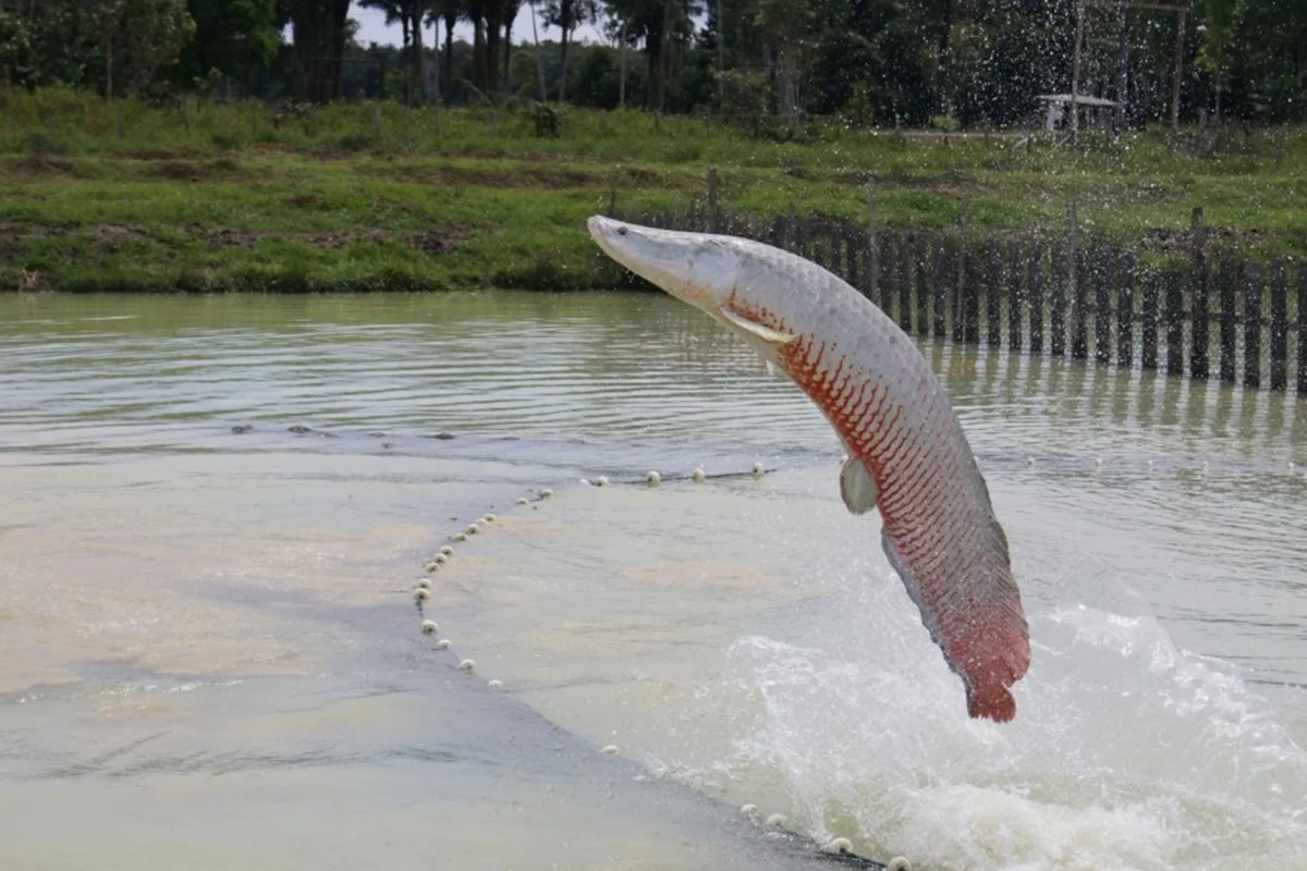 Decreto veta pesca de pirarucu no Lago Paranoá até conclusão de estudo