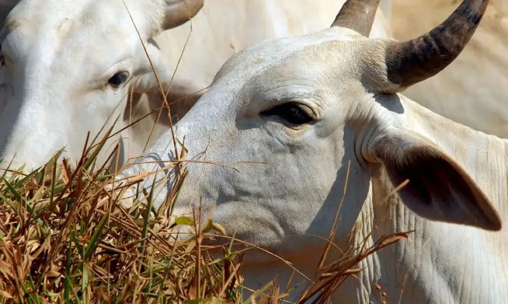 Carne bovina brasileira passa a pagar tarifa de 67% para entrar na China